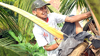 Farmer of the Nira Satria cooperative harvesting coconut sugar